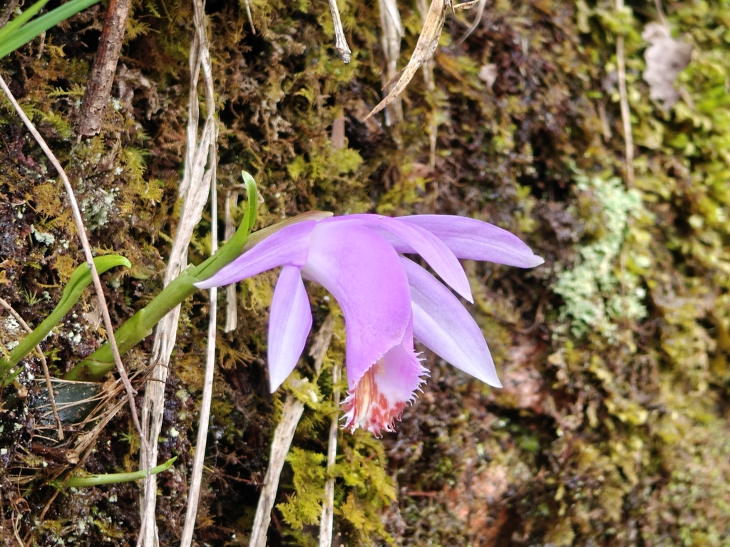 Pleione bulbocodioides; photograph (c) Jiao Sun (孙娇), some rights reserved (CC BY)