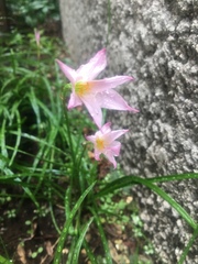 Zephyranthes carinata