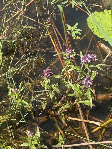 Floscopa glomerata (Floscopa glomerata)