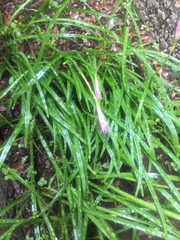 Zephyranthes carinata