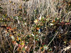 Berberis microphylla