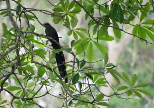 Green-billed Malkoha