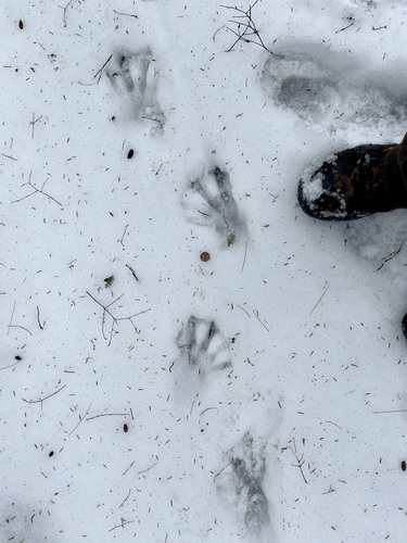 American Beaver photographed in New Hampshire