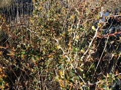 Berberis microphylla