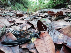 Lymanopoda albocincta