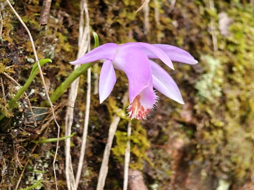 Pleione bulbocodioides, photograph 2