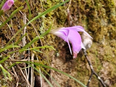 (c) Jiao Sun (孙娇), some rights reserved (CC BY) Pleione bulbocodioides, photograph (c) Jiao Sun (孙娇), some rights reserved (CC BY)