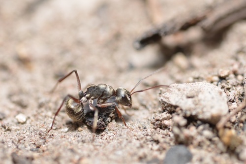 Camponotus sericeus peguensisCamponotus sericeus peguensis