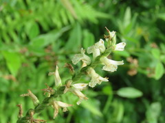 Spiranthes praecox