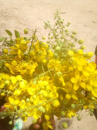 Golden Shower Tree