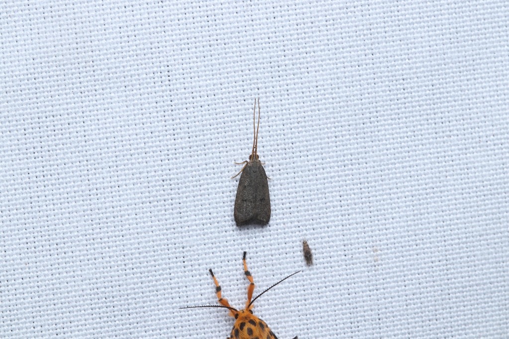 Long-horned Moths from Sakaleshpura on September 30, 2022 at 12:05 AM ...