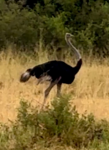 Common Ostrich