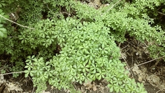 Eleutherococcus sieboldianus