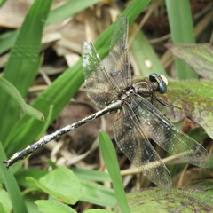 Phanogomphus oklahomensis