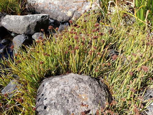 Falcate rush (Juncus falcatus)