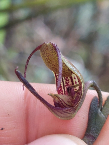 Scaphosepalum antenniferum, photograph 4