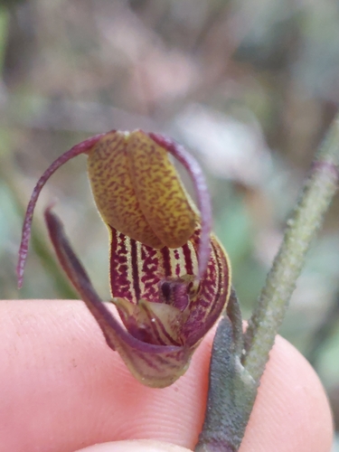 Scaphosepalum antenniferum, photograph 5