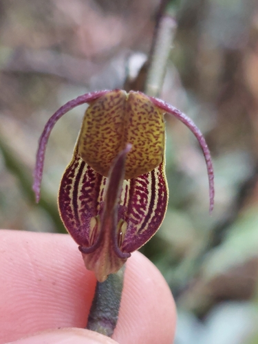 Scaphosepalum antenniferum, photograph 6