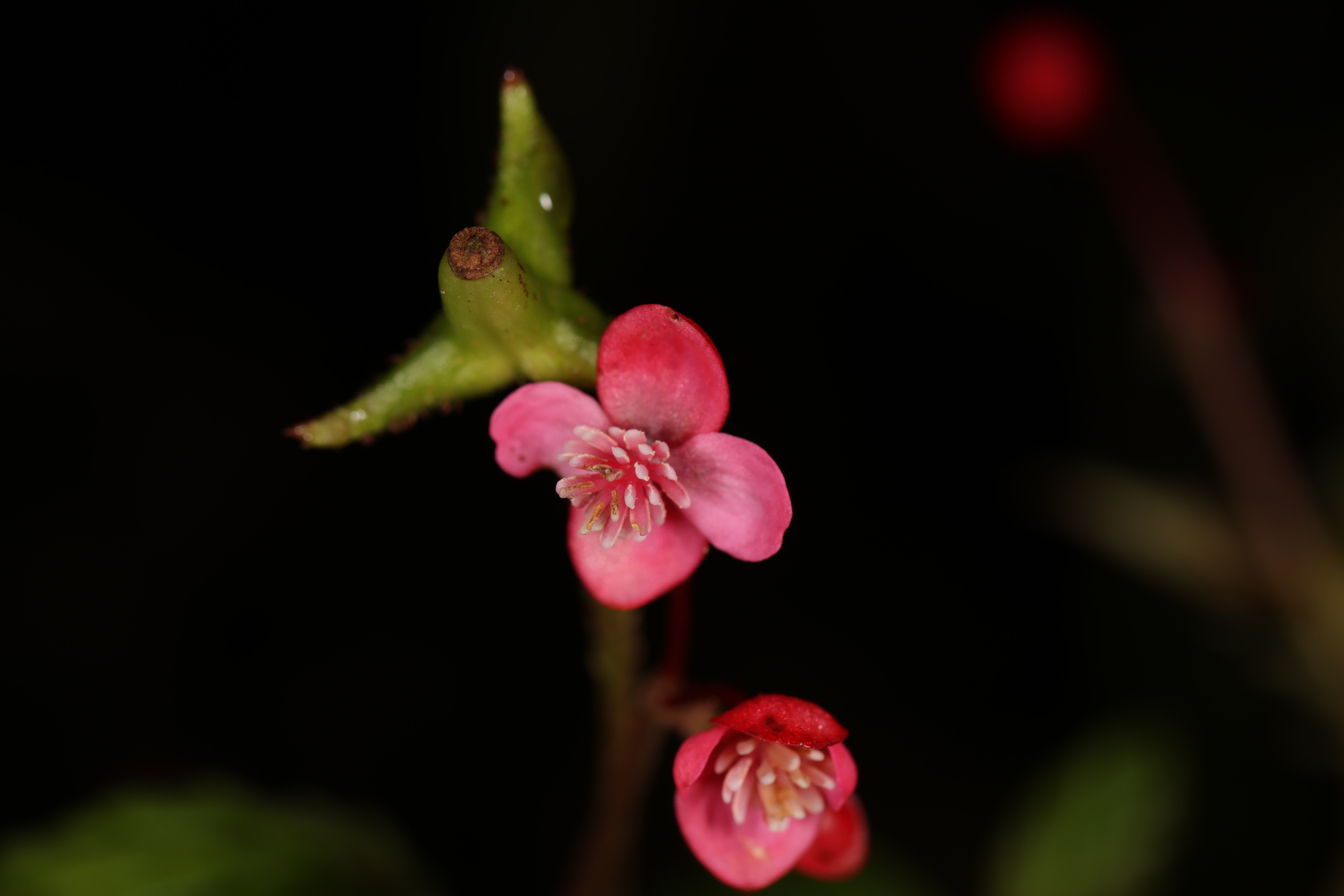 Begonia image