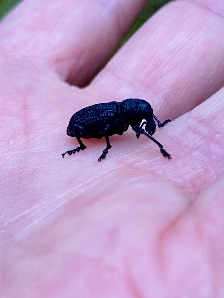 Botany Bay Diamond Weevil from Dandenong Ranges National Park, Tremont ...