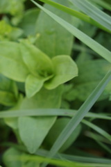 Saponaria officinalis