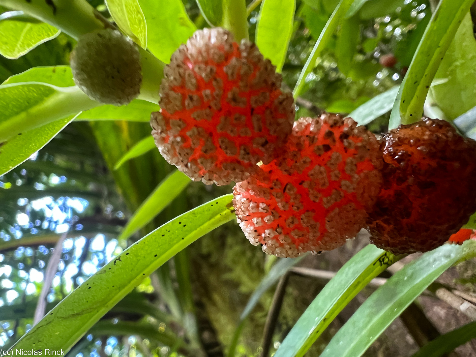 Imagem de Procris pedunculata