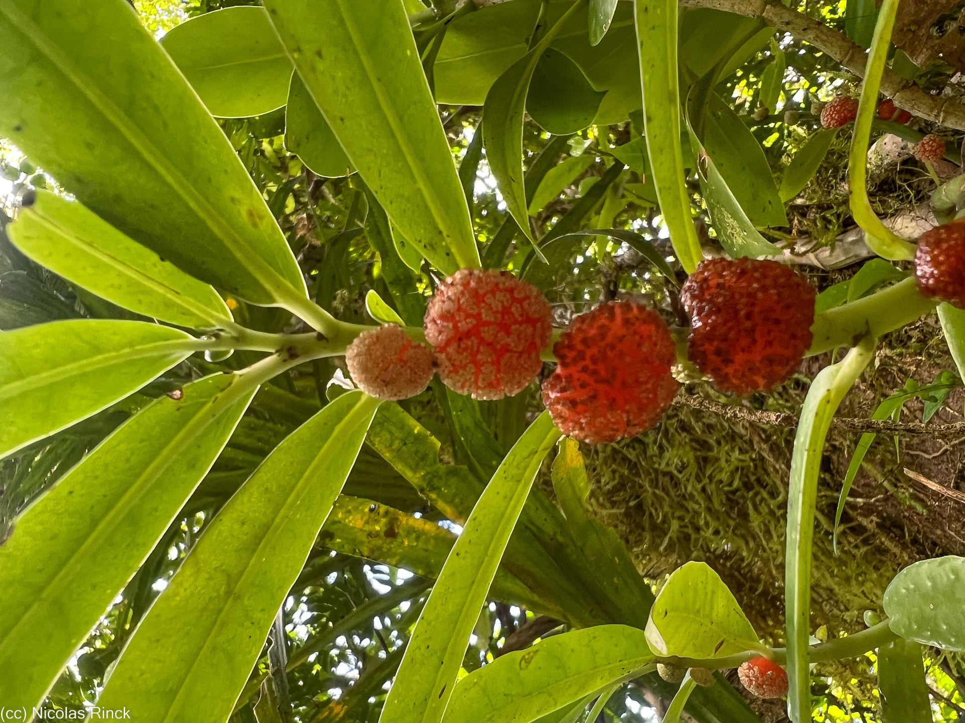 Imagem de Procris pedunculata