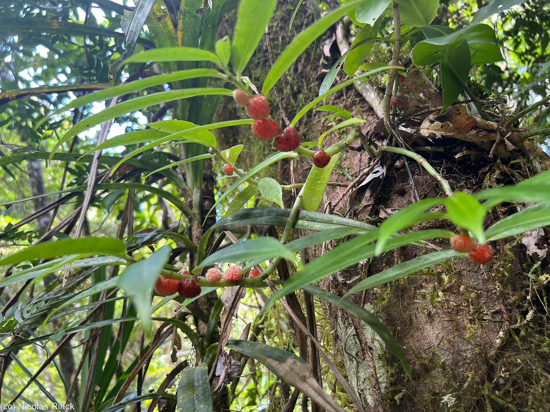 Imagem de Procris pedunculata