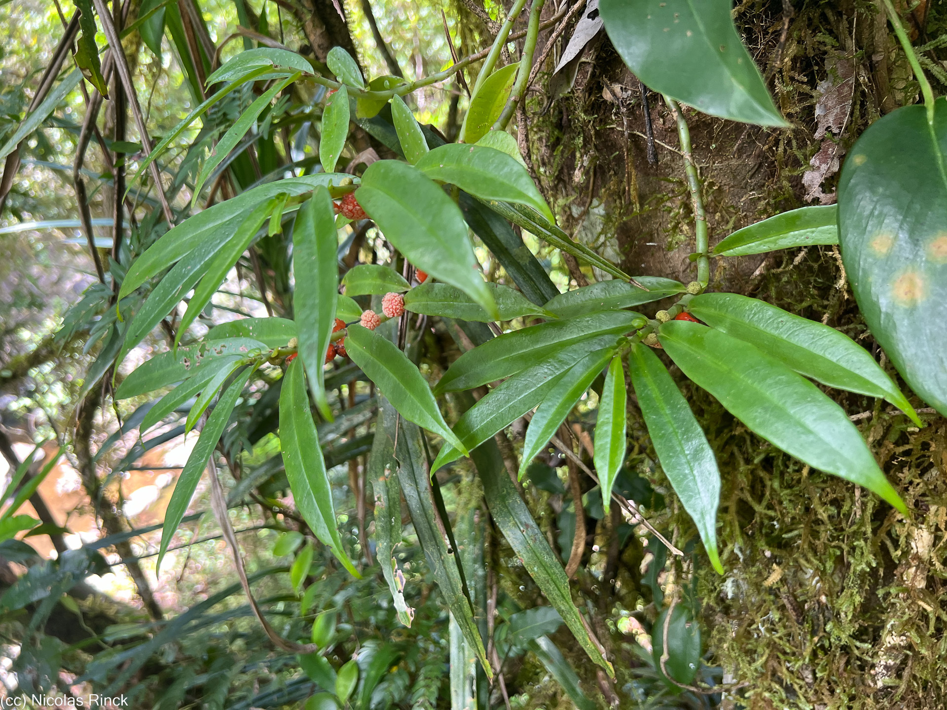 Imagem de Procris pedunculata