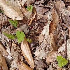 Tiarella stolonifera