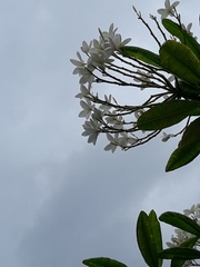 Plumeria obtusa