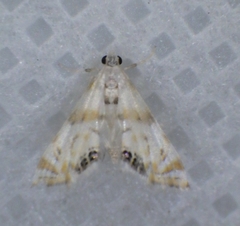 Argyractis drumalis