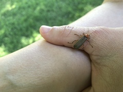 Pacificanthia consors