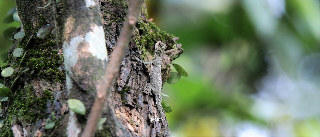 Dusky Gliding Lizard
