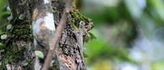 Dusky Gliding Lizard photo 1