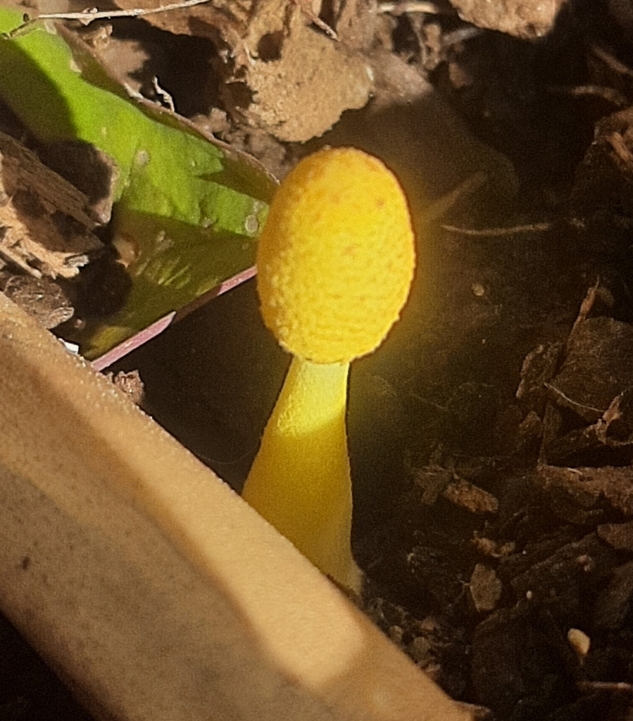 Leucocoprinus birnbaumii · March 2024 · photo: © paulonogueira1 (iNaturalist, cc-by)