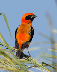 Black-Winged Red Bishop photo 2