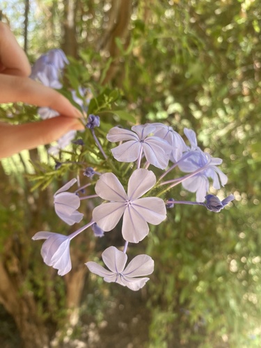 blue plumbago