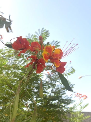 peacock flower