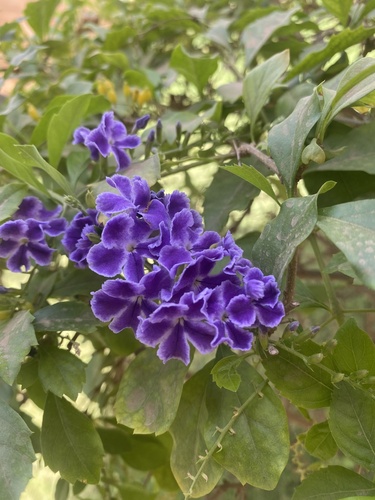 Skyflower
