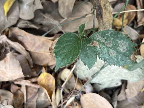 Ehretia resinosa (Ehretia resinosa)
