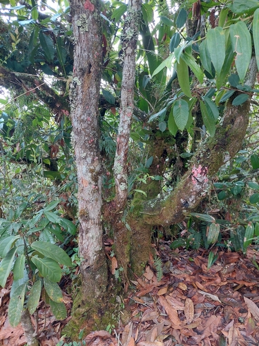 Image of Quercus humboldtii by (c) Daniel Mesa, some rights reserved (CC BY)