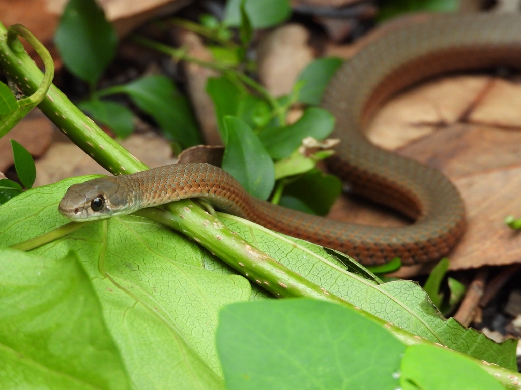 Collared Whipsnake from Alligator Creek QLD 4816, Australia on March 24 ...