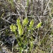 Senega balduini carteri - Photo (c) plantmanryem, alguns direitos reservados (CC BY-NC)