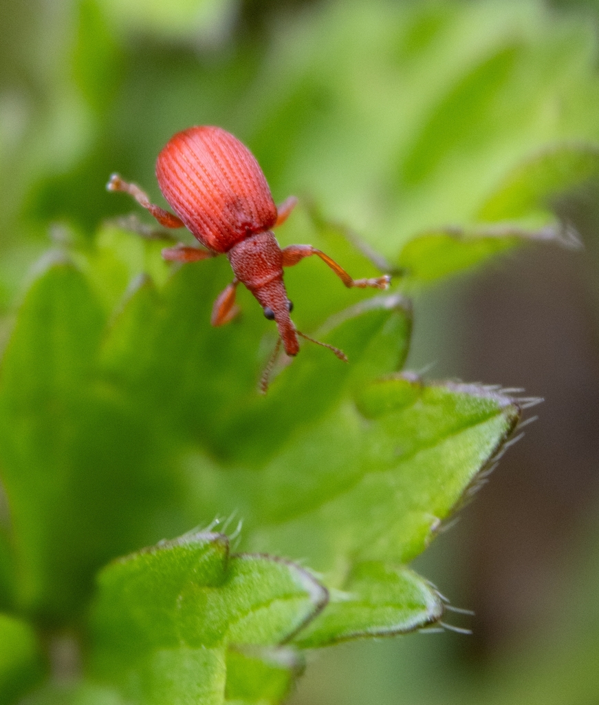 Apion frumentarium from Aberystwyth SY23 3HY, UK on April 4, 2024 at 12 ...