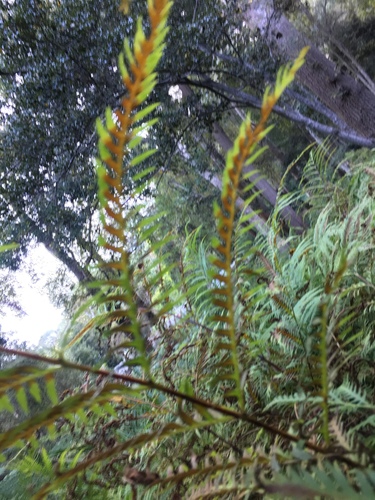Pteris dentata, photograph 5