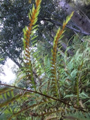 Caroline Voget, CC BY, iNaturalist via GBIF Pteris dentata, photograph Caroline Voget, CC BY, iNaturalist via GBIF