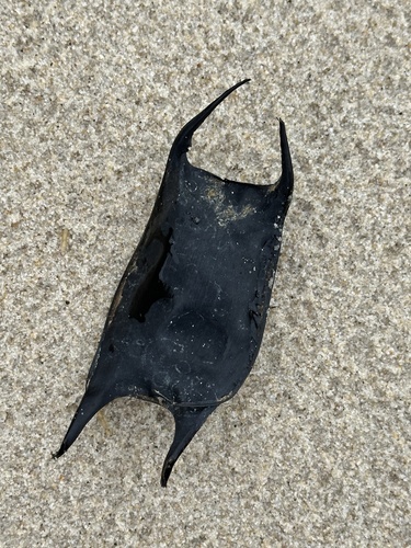 Clearnose Skate photographed in Virginia