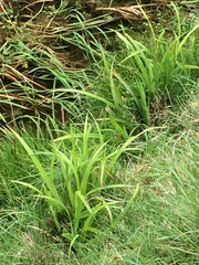 Carex pendula