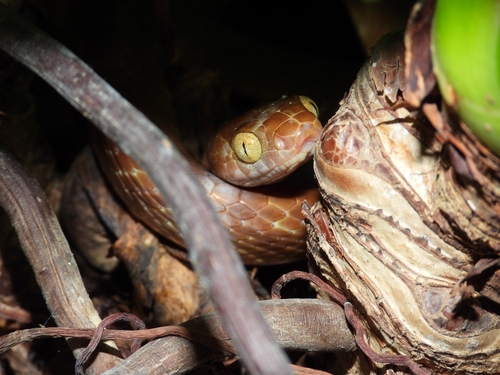 Brown Tree Snake sighting